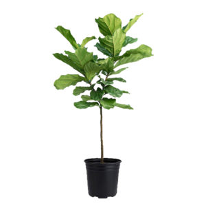 Fiddle Leaf Fig