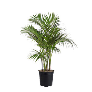 Kentia Palm