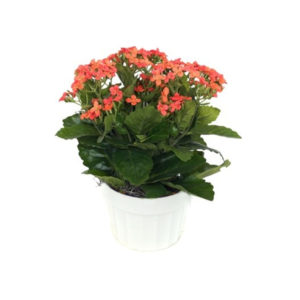 Orange Kalanchoe