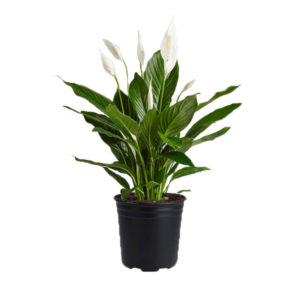 Peace Lily