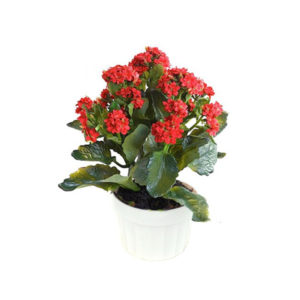 Red Kalanchoe