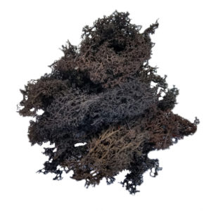 Black Reindeer Moss