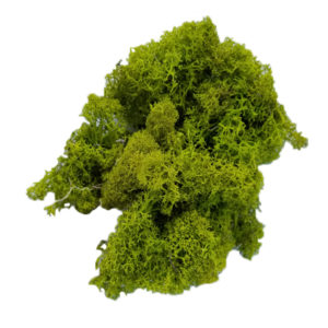 Chartreuse Reindeer Moss