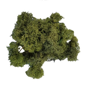 Forest Green Reindeer Moss