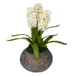 Hyacinths in ceramic planter