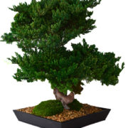 LargeBonsai2