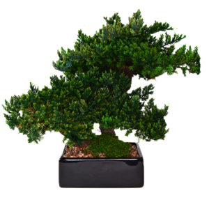 medium preserved bonsai