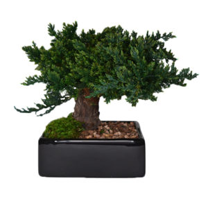 small preserved bonsai