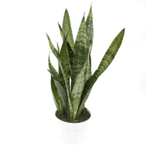 sansevieria black coral