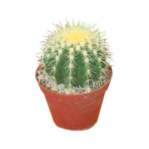 Barrel Cactus