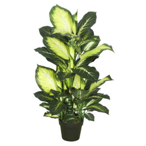 Silk Dieffenbachia