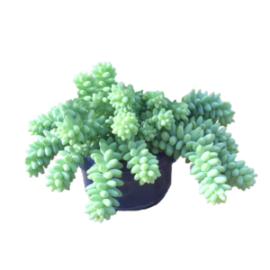 Donkey Tail