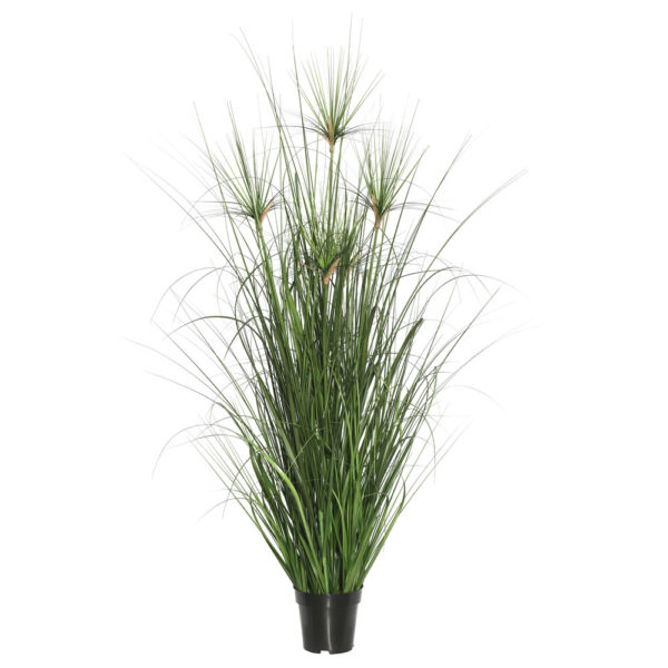 King Tut Grass