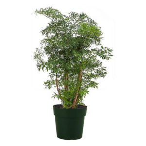 Ming Aralia