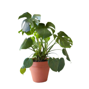 philodendron monstera (split-leaf)