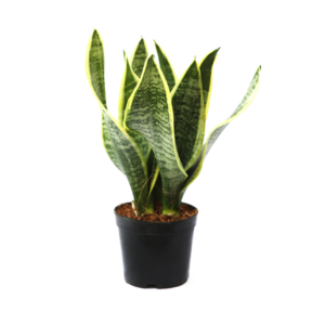 Sansevieria Superba