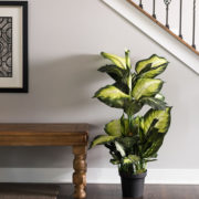 dieffenbachia Setting