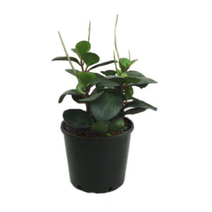 Peperomia