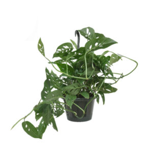 Swiss Cheese Philodendron