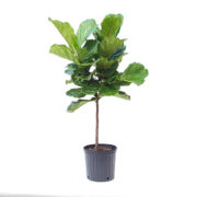 Fiddlen-Leaf-Fig-Tree