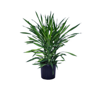 Dracaena Rikki