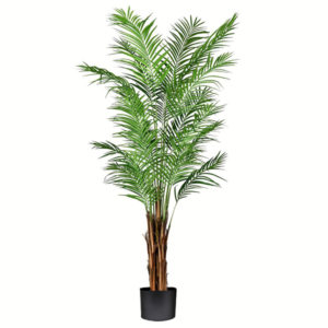 Areca Palm