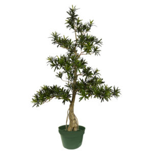 Podocarpusgreen