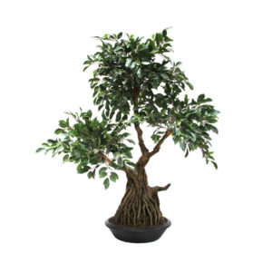 Mini Ficus Bonsai