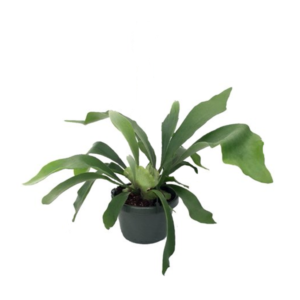 Staghorn Fern