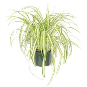 Spider Plant