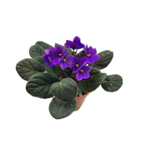 African Violet