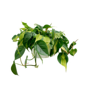 Philodendron Brazil