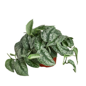 Satin Pothos