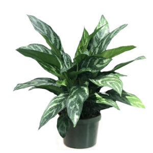 Aglaonema Tigress