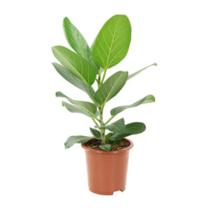 Ficus Audrey