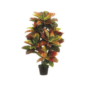 Silk Croton