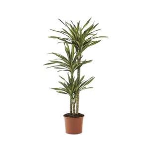 Dracaena Rikki Tree