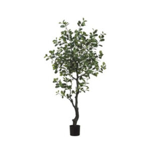 6' Ficus Tree