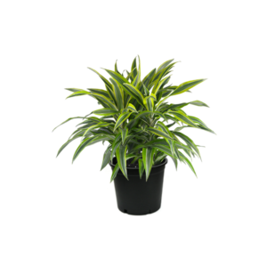 Dracaena Lemon Lime