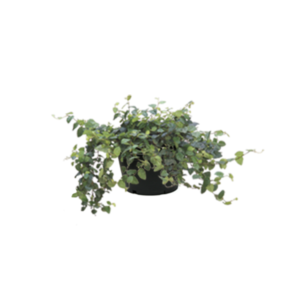 Ficus Repens