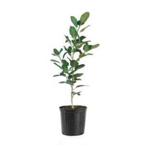 Ficus Audrey Tree