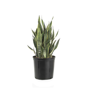 Sansevieria Laurentii