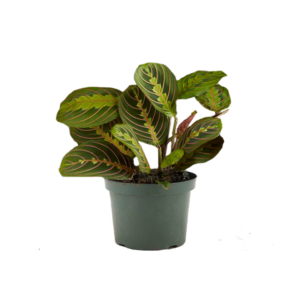 Prayer Plant