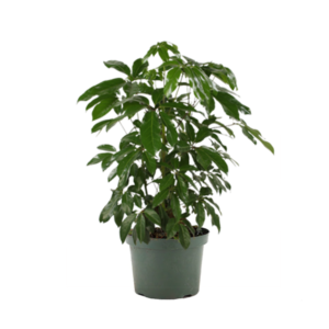 Schefflera Amate