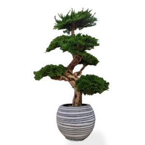 Preserved Bonsai Tree