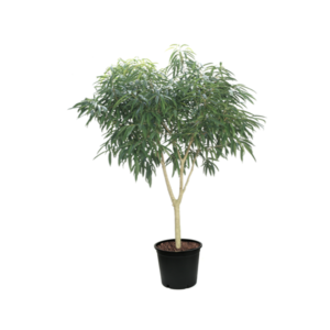 Ficus Ali