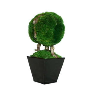 Moss Topiary