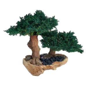 Bonsai in Wood Bowl