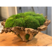 Wood Moss Bowl