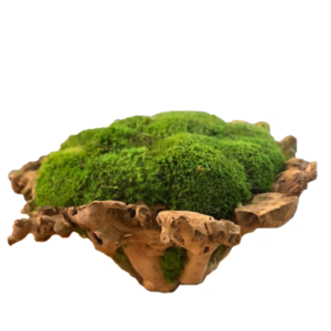 Wood Moss Bowl